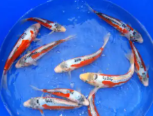 秋翠锦鲤怎么看品相（秋翠锦鲤有几种颜色）