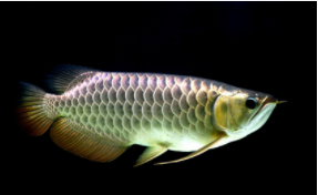 鱼有舌头么（鱼抓住食物有什么作用）