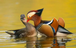 爱情鸟是什么鸟（对爱情最忠贞的鸟）