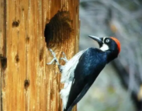 啄木鸟的舌头上有倒刺吗（舌苔上小肉芽倒刺）