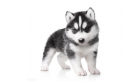 哈士奇市场价格多少（哈士奇狗价格）