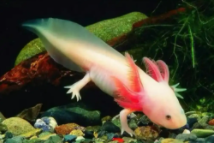 六角恐龙鱼咬人会流血吗（六角恐龙开心的表现）