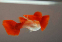 红剑鱼三忌（红箭鱼混养最佳搭配）