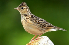 百灵鸟的叫声是什么意思（百灵鸟声音好听么）