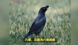 养八哥招财还是破财（小八哥鸟怎么快速训练说话）