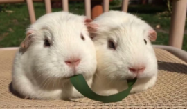 打了荷兰猪它会记仇吗（豚鼠被打之后记仇）