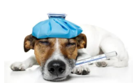 犬瘟热是什么症状发作有救吗（犬瘟热的主要症状）