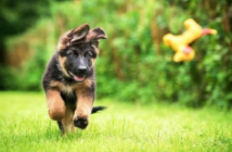 德牧适合新手女生养吗（不训练的德牧护主吗）