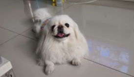 京巴犬的特点及外貌（京巴犬长大后的样子）