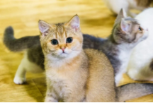 猫猫会得脚气吗（人得猫癣不治疗可以自己痊愈吗）