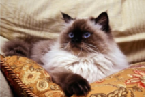 喜马拉雅猫性格特点（喜马拉雅猫长什么样子）