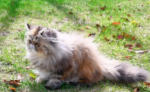 喜马拉雅猫是什么品种（长毛猫的品种）