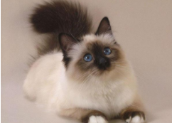 猫白细胞减少有可能是什么病（猫咪白细胞低于标准值）