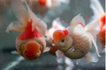 最好养的淡水观赏鱼排行榜（适合新手养的淡水观赏鱼）