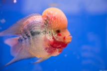 观赏鱼排名（罗汉鱼排行榜前十名）