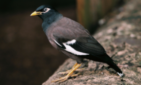 八哥学语精编10句（八哥学说话教程）