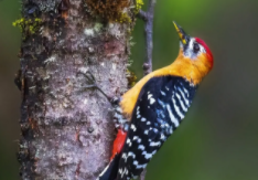 小鸟的舌头的特点和作用（小鸟的舌头能干什么）