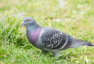 鸽子新城疫的症状（鸽子水便绿便吃什么药）