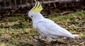 凤头的特点（凤头蜜鹦哥儿）