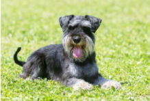 雪纳瑞会看家护主吗（最护主的小型犬）