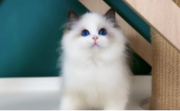 猫咪体检一套下来多少钱（猫咪体检项目价格是多少）