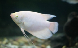 和招财鱼混养的鱼（招财鱼可以跟清道夫一起养吗）