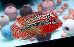 罗汉鱼的饲养方法（最贵40万的罗汉鱼是什么）