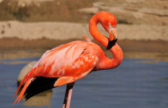 火焰鸟和火烈鸟一样吗（火焰鸟是什么鸟）