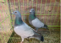 无杠灰鸽介绍（无杠灰信鸽品系在哪买）