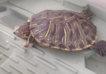 乌龟蜕皮的时候可不可以用手撕（乌龟脱皮可以撕下来吗）