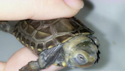 巴西龟肺炎治疗方法（小乌龟频繁张口,但不吃东西）