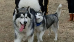 烟灰色哈士奇怎么挑品相（哈士奇黑色和灰色区别）