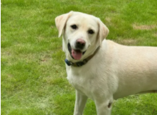 拉布拉多智商多少名（泰迪智商排第几名）