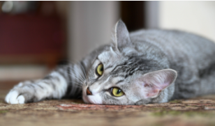 猫疱疹病毒传染性强吗（猫疱疹病毒会传染给别的猫吗）