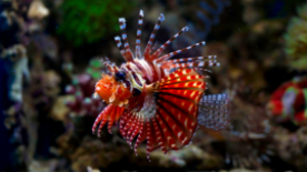 狮子鱼介绍（细纹狮子鱼是什么鱼）