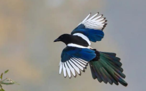 喜鹊的介绍（喜鹊筑巢的说明文）