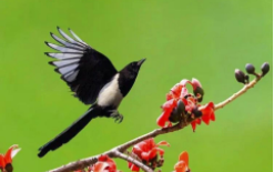 喜鹊古代雅称（喜鹊古时候叫什么）