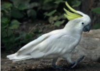 棕榈吸蜜鹦鹉（1千一只的葵花凤头鹦鹉）