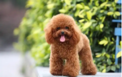 贵宾犬怎样喂养（贵宾犬多少钱一只）