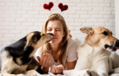 狗狗舔主人脸什么意思（主人伤心狗狗舔脸）