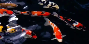 锦鲤多长时间喂食一次合适（锦鲤多久能认得主人）