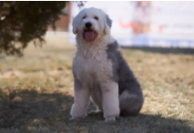 古牧犬的饲养注意事项有哪些（泰迪饲养注意事项）