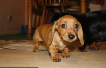 迷你腊肠犬和标准腊肠（迷你小型腊肠犬会打猎吗）