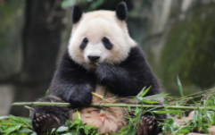 熊猫和猫是一类动物吗（大熊猫是什么动物）