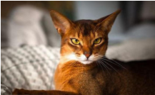 猫在埃及是什么神（猫在埃及神话中的地位）