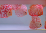 云石神仙鱼公母区别（神仙鱼怎么养）