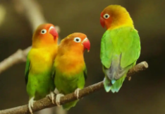 费氏牡丹鹦鹉（爱情鸟鹦鹉可以养吗）