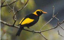 园丁鸟的觅偶行为（园丁鸟是什么鸟）