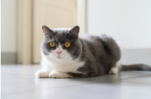 猫不会传染冠状病毒（小猫冠状病毒怎么确定好转）