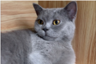 猫咪驱虫方法有哪些（猫咪驱虫步骤）